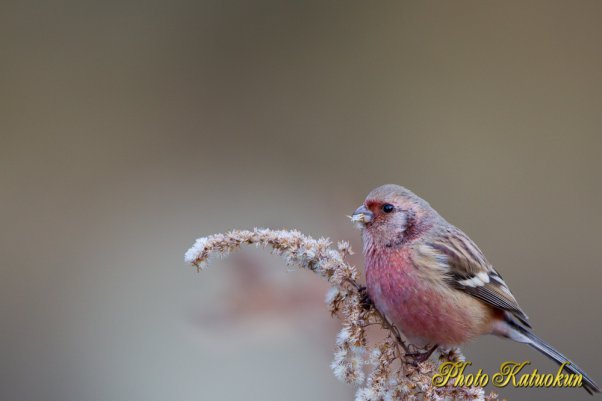 EF500　Long-tailed Rosefinch