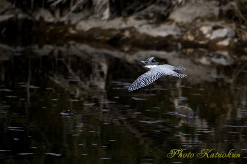 ヤマセミ　Crested Kingfisher　鳴き飛び