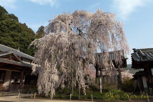 奈良　大野寺　"Oonotera The droop cherry blossoms"