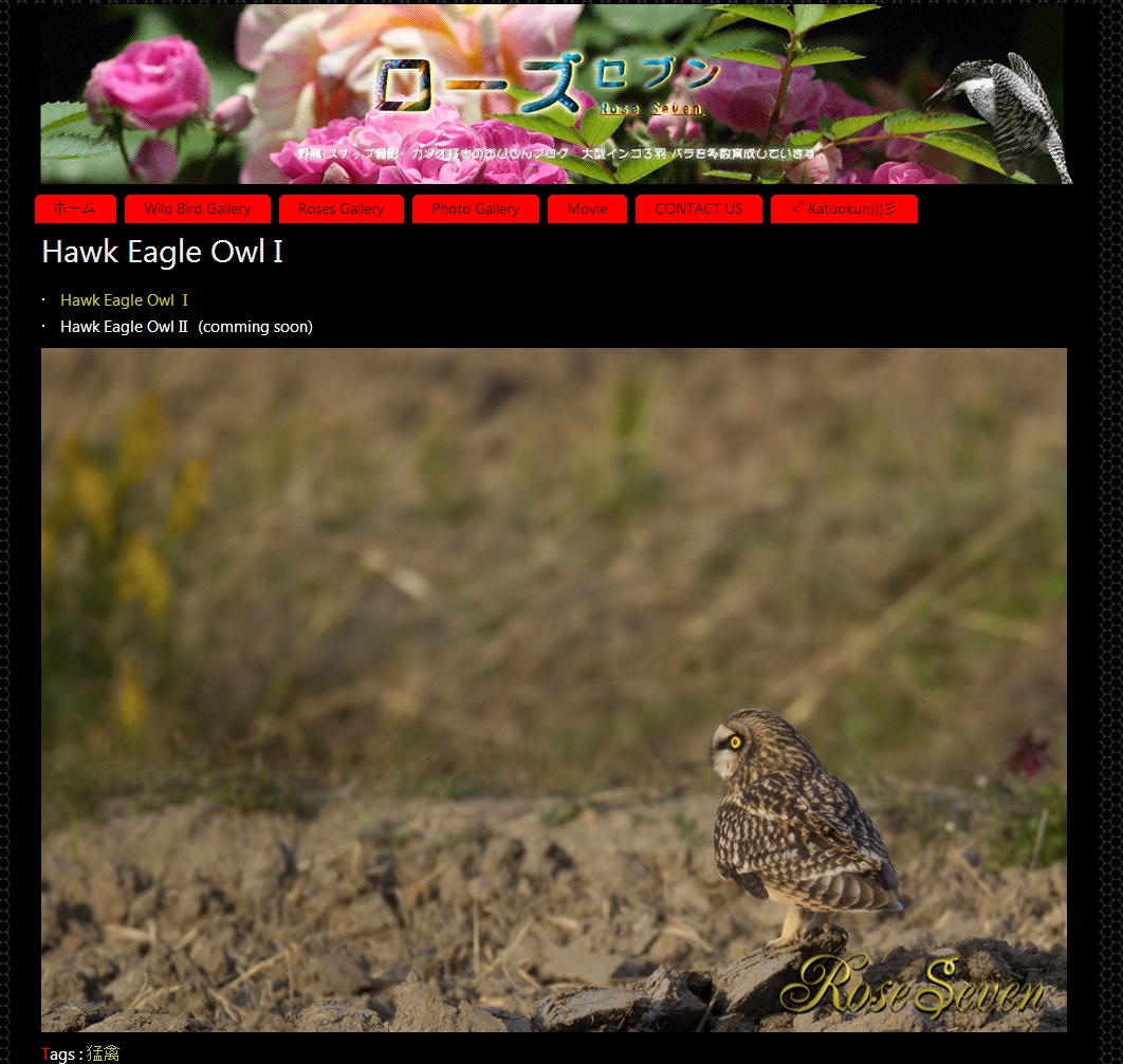 Hawk Eagle Owl