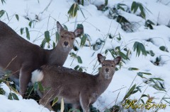 Hokkaido Sika Deer　エゾシカ