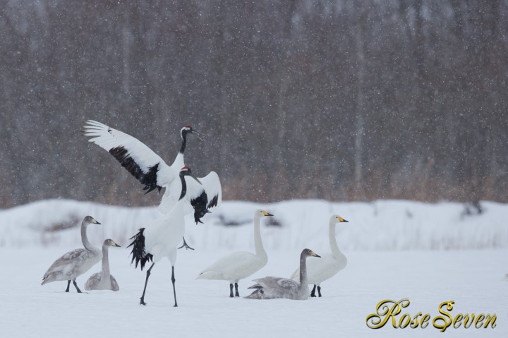 タンチョウ　Canon Eos-1D X　EF600 F4L IS II USM