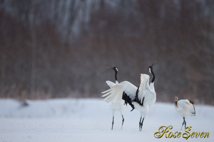 タンチョウ　Canon Eos-1D X　EF600 F4L IS II USM