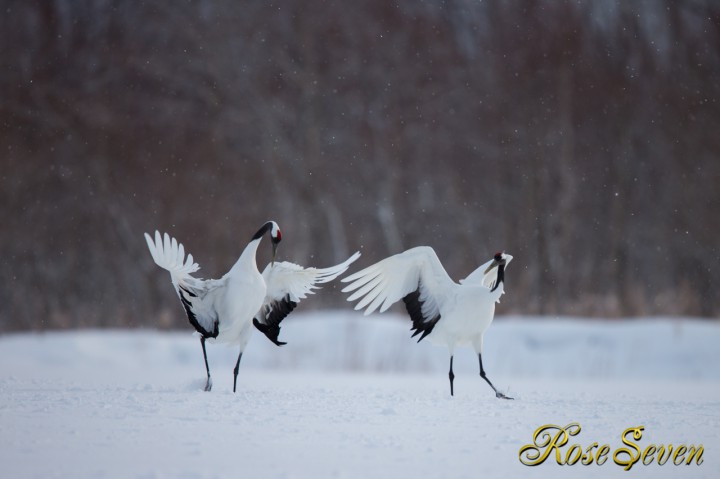 タンチョウ　Canon Eos-1D X　EF600 F4L IS II USM