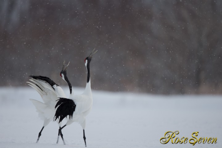 タンチョウ　Canon Eos-1D X　EF600 F4L IS II USM