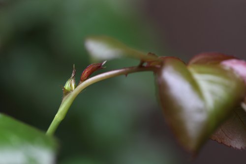 初蕾　一番手です